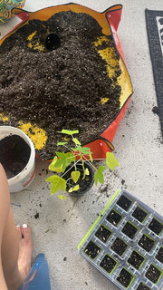 Marina Shafir feet photo thumbnail