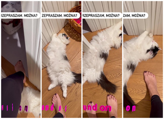 Marzena Rogalska feet photo 18