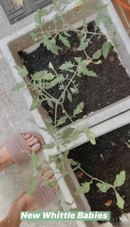 Mattie Breaux feet photo 14