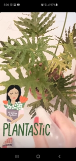 Mawra Hocane feet photo thumbnail