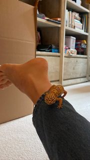 Maya Hawke feet photo thumbnail