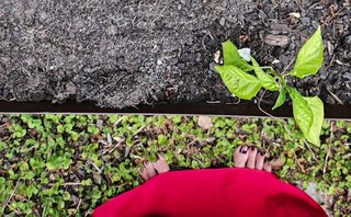 Melissa Leong feet photo 19
