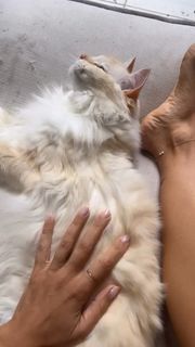 Melita Toniolo feet photo thumbnail