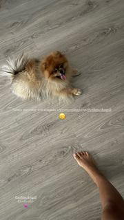 Melyssa Pinto feet photo 7