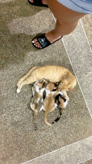 Mia Kang feet photo 20