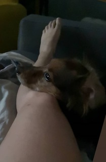 Micol Ronchi feet photo 6