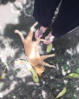 Moemi Katayama feet photo 13