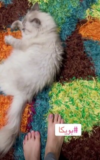 Mona Farouq feet photo 18