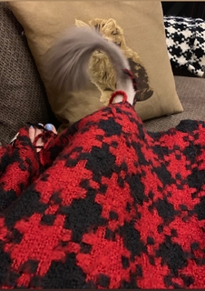 Nattie Neidhart feet photo thumbnail