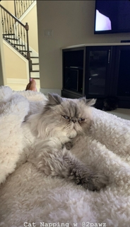 Nattie Neidhart feet photo thumbnail