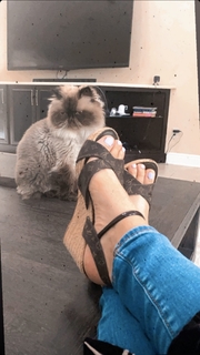 Nattie Neidhart feet photo thumbnail