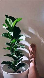 Nauheed Cyrusi feet photo 4