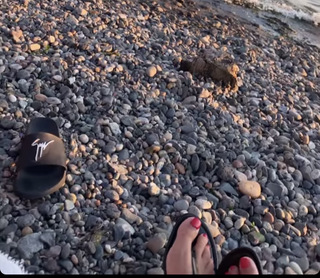 Neeru Bajwa feet photo thumbnail