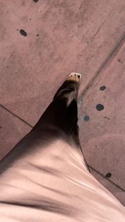 Neta Alchimister feet photo thumbnail