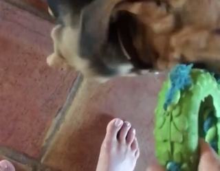 Nicole Minetti feet photo 10