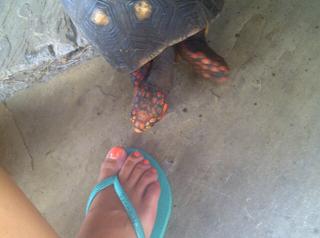 Nicolette van Dam feet photo 16