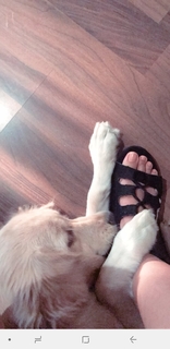 Nidhhi Agerwal feet photo 3