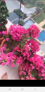 Nidhhi Agerwal feet photo 13