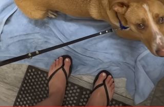 Nikki Delventhal feet photo 2