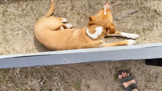Nikki Delventhal feet photo 12
