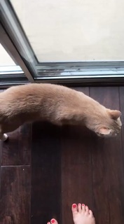 Nikki Limo feet photo thumbnail