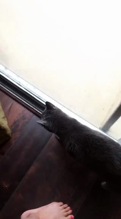 Nikki Limo feet photo thumbnail