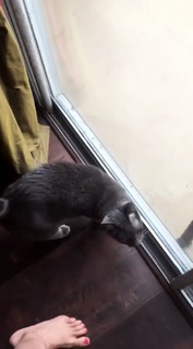 Nikki Limo feet photo thumbnail