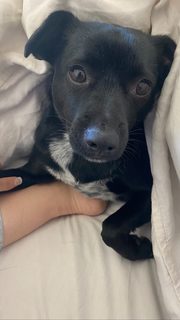 Olivia Sui feet photo thumbnail