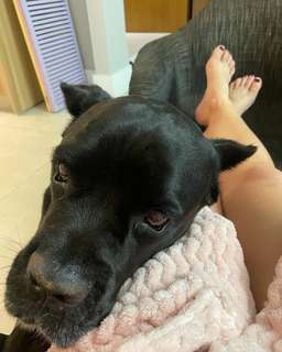 Paolla Oliveira feet photo thumbnail