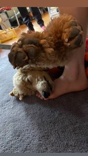 Perla Haney-Jardine feet photo 13