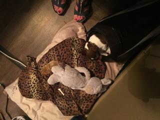 Pernilla Wahlgren feet photo 3