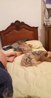 Pietra Príncipe feet photo thumbnail