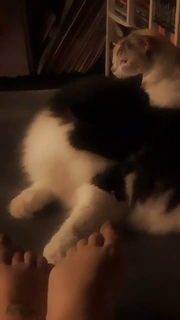 Pitty feet photo 5