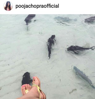 Pooja Chopra feet photo 4