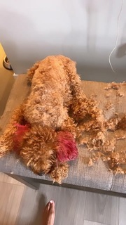 Qimmah Russo feet photo thumbnail