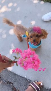 Qimmah Russo feet photo thumbnail