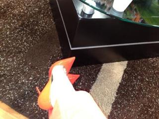 Raquel Bigorra feet photo 1