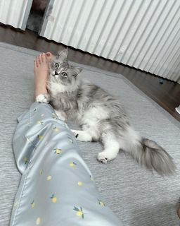 Reina Tanaka feet photo 20