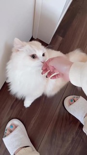 Reina Tanaka feet photo 16