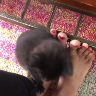 Rekha Shankar feet photo 5