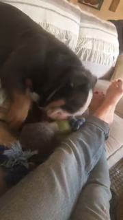 Renee Paquette feet photo thumbnail