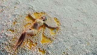 Rita Ora feet photo thumbnail