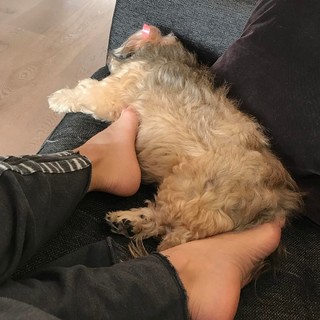 Roselyn Sanchez feet photo thumbnail