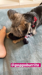 Sabrina Cereseto feet photo thumbnail