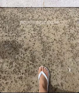 Sabrina Parlatore feet photo 10