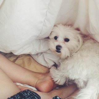 Sadie Calvano feet photo thumbnail