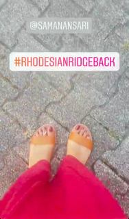 Saman Ansari feet photo 13