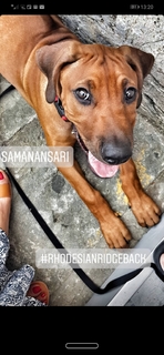 Saman Ansari feet photo 17