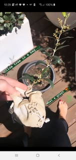 Samantha Armytage feet photo 14