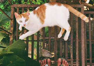 Sanya Malhotra feet photo thumbnail